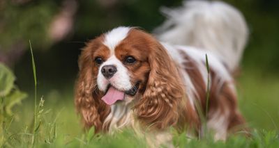 ELISA test validated for serotonin metabolite measuring